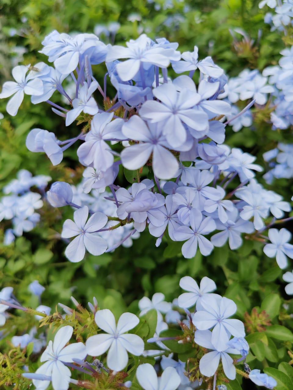 OnePlus 8 Pro camera samples OnePlus 8 Pro camera samples