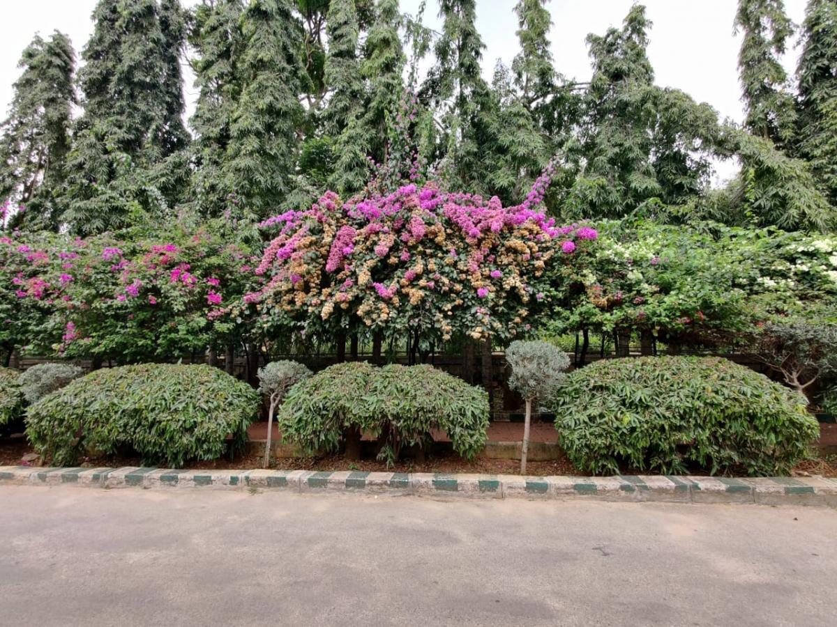 OnePlus 8 Pro camera samples OnePlus 8 Pro camera samples