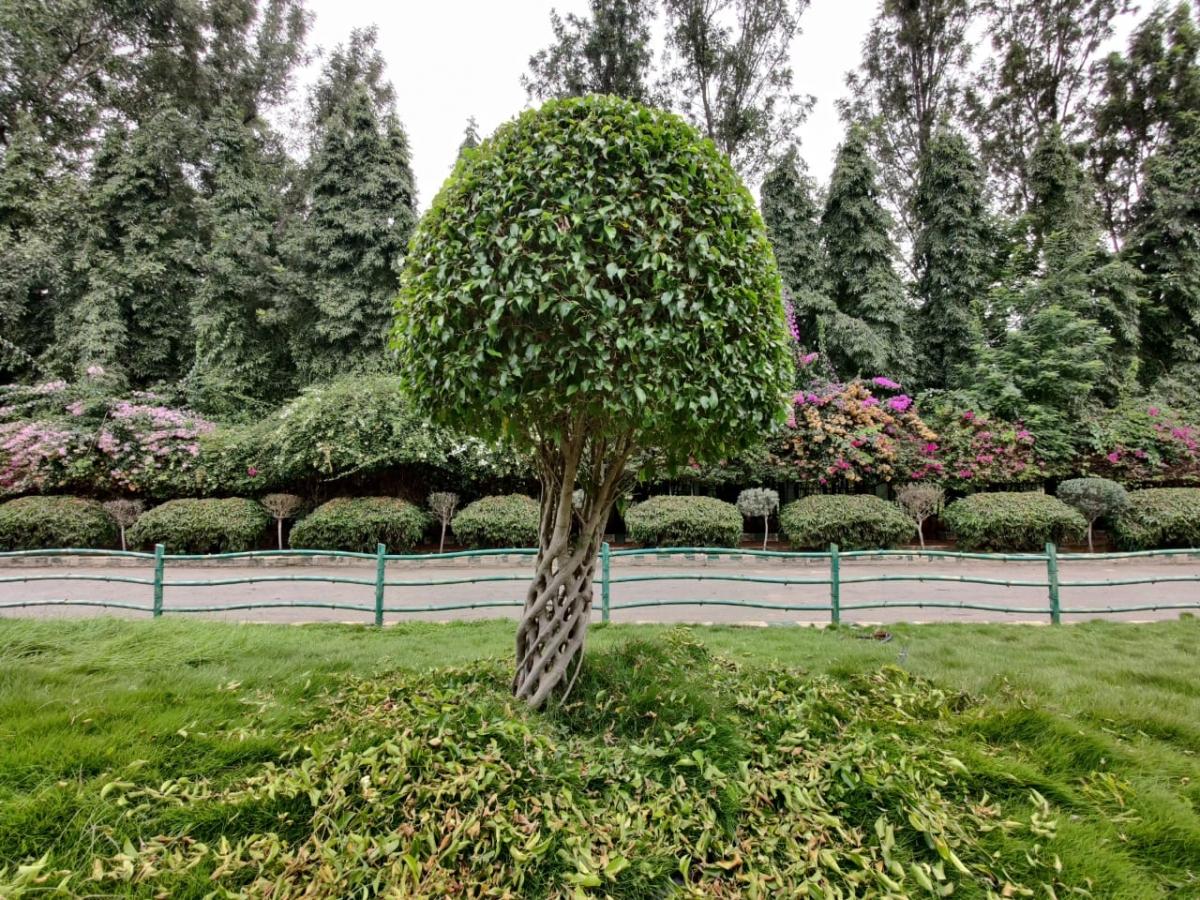 OnePlus 8 Pro camera samples OnePlus 8 Pro camera samples