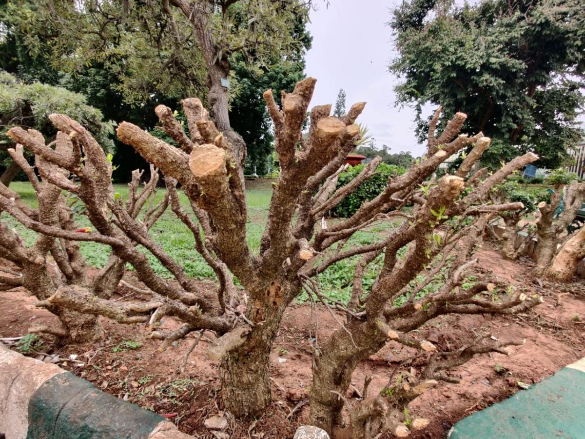 OnePlus 8 Pro camera samples OnePlus 8 Pro camera samples