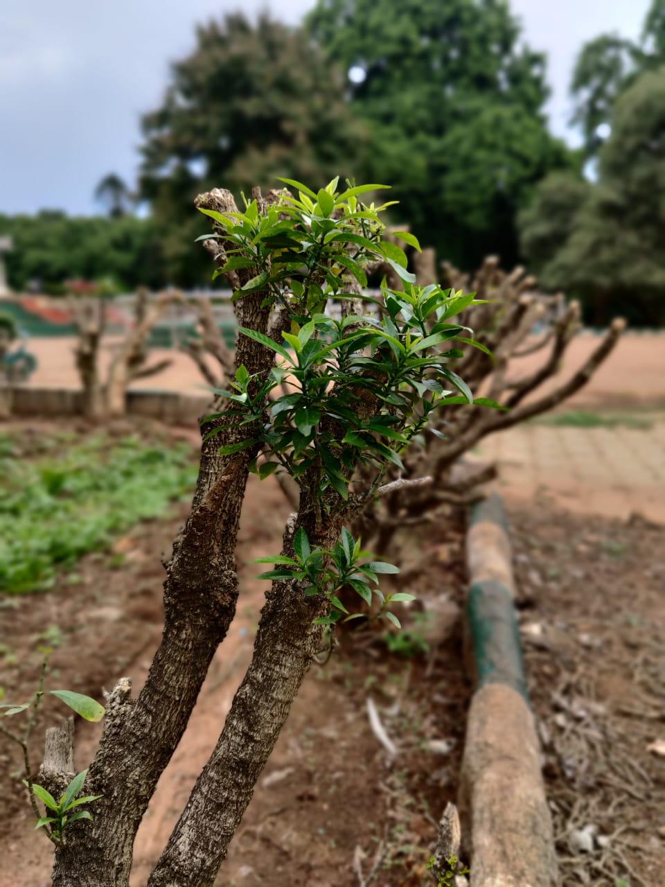 OnePlus 8 Pro camera samples OnePlus 8 Pro camera samples