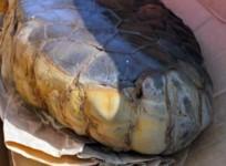 alien egg