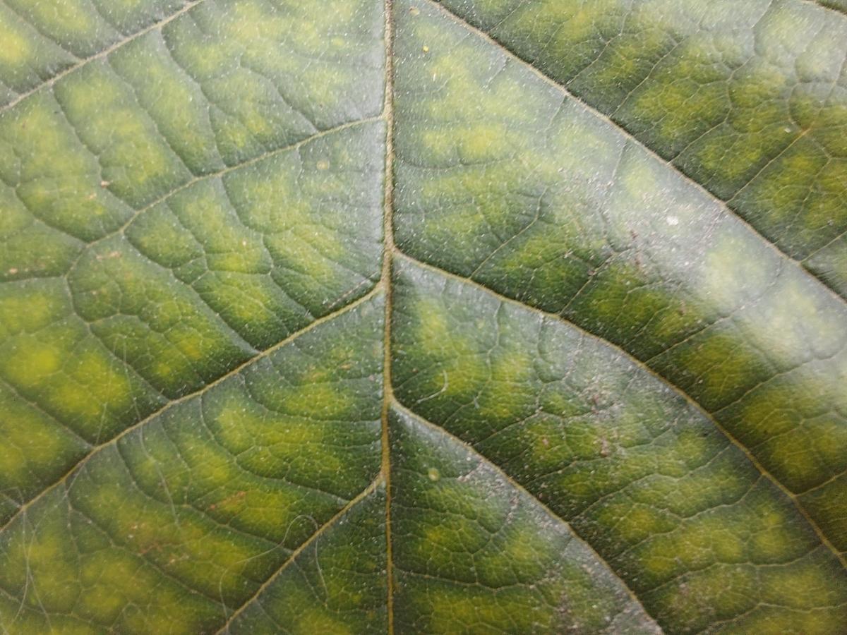 Samsung Galaxy M51 camera sample for macro Samsung Galaxy M51 camera samples