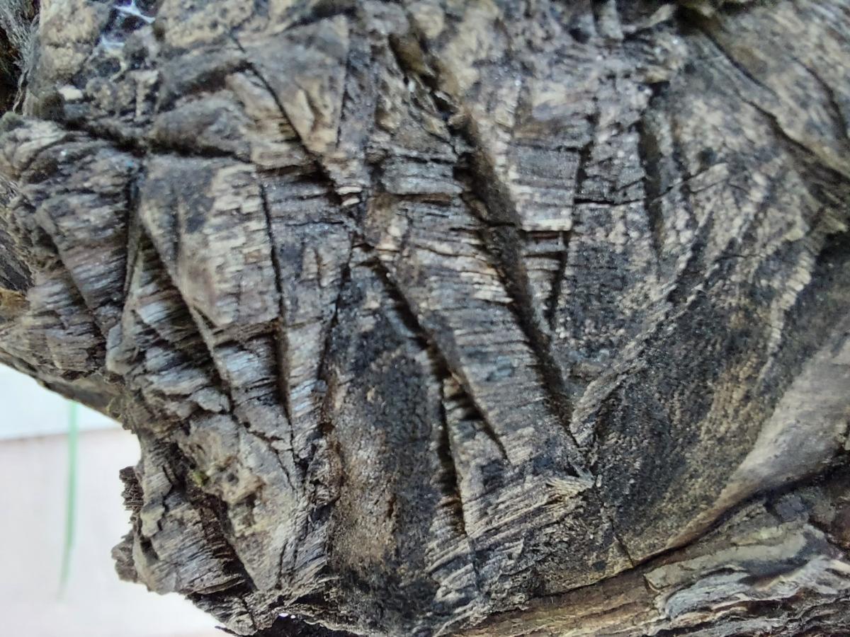 Samsung Galaxy M51 camera sample for macro Samsung Galaxy M51 camera samples