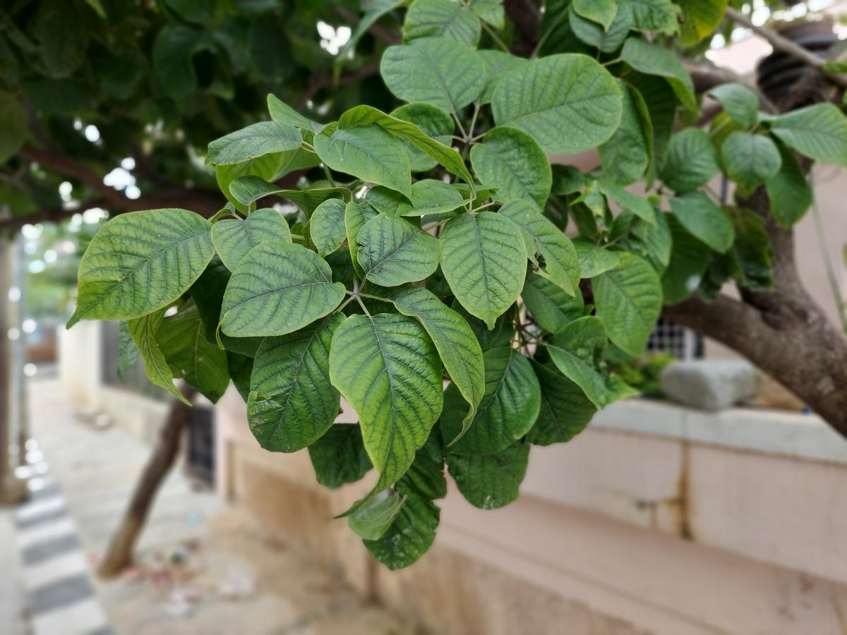 Samsung Galaxy M51 camera samples Samsung Galaxy M51 camera samples