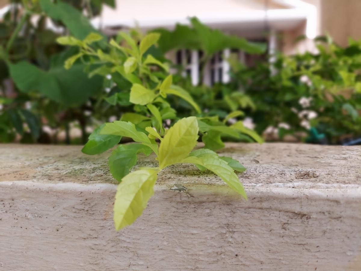 Samsung Galaxy M51 camera samples Samsung Galaxy M51 camera samples