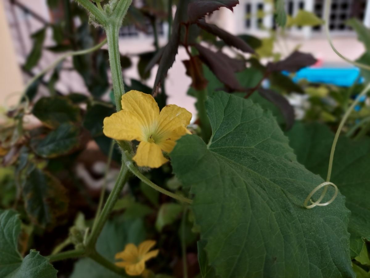 Samsung Galaxy M51 camera sample for portrait Samsung Galaxy M51 camera samples