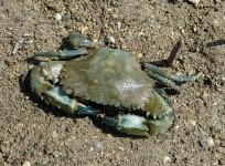 Crab
