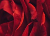 World Rose Day