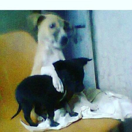 Ayesha's dogs