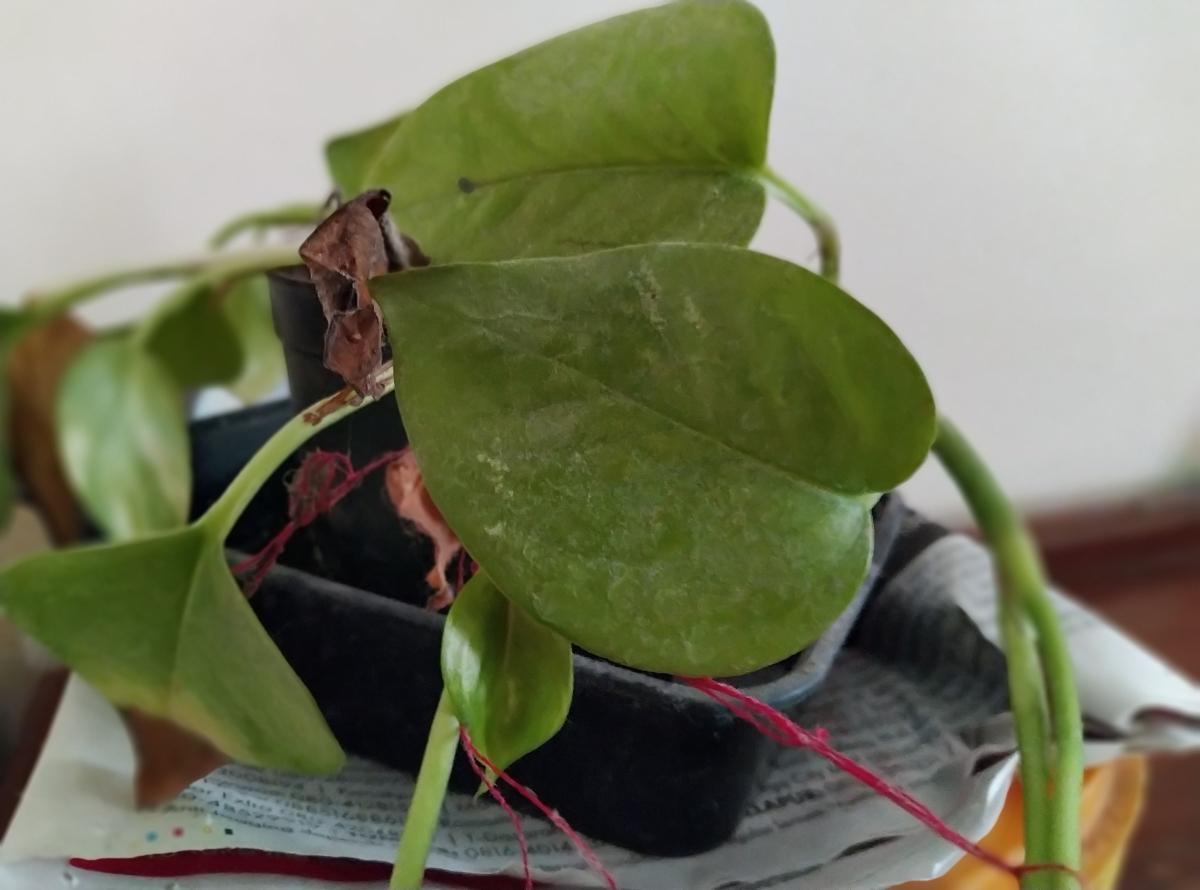 Nokia 5.3 camera samples