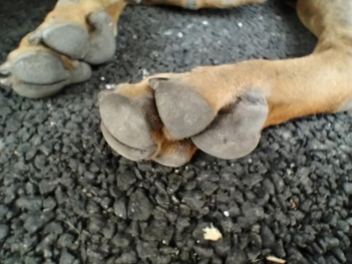 Nokia 5.3 camera samples