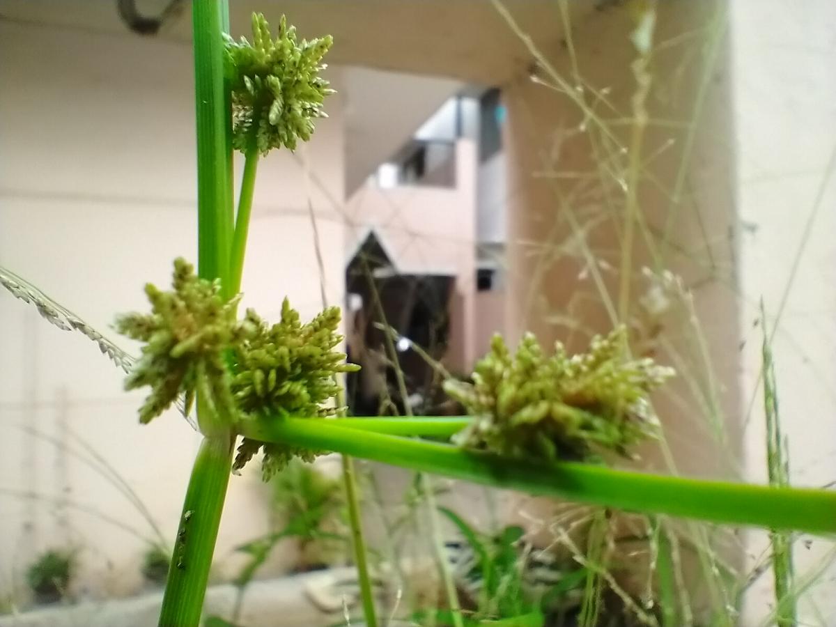 Nokia 5.3 camera samples