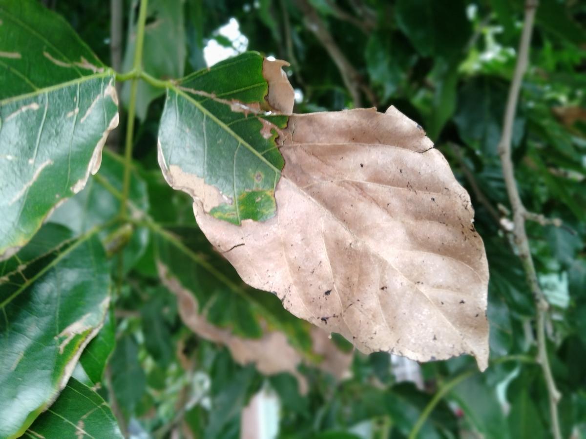 Oppo F17 camera samples