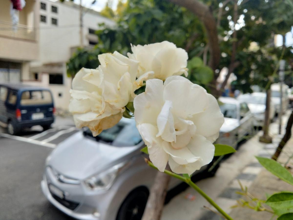 Oppo F17 camera samples