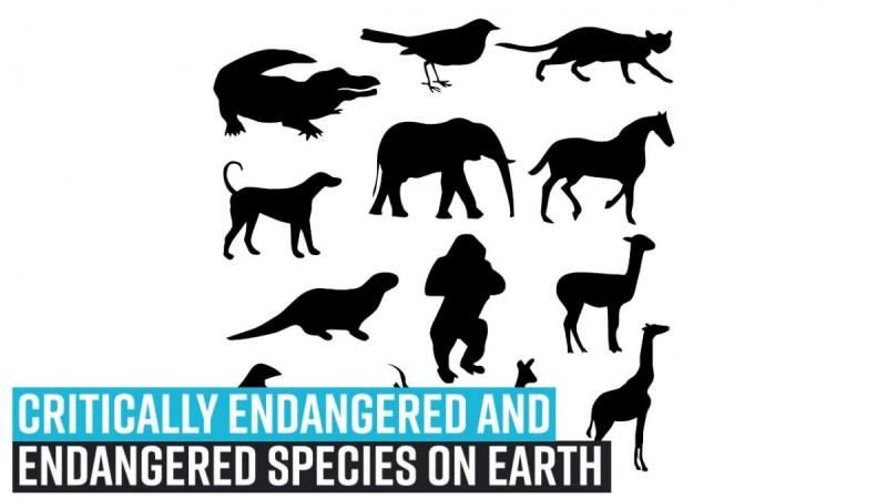 Critically Endangered And Endangered Species on Earth
