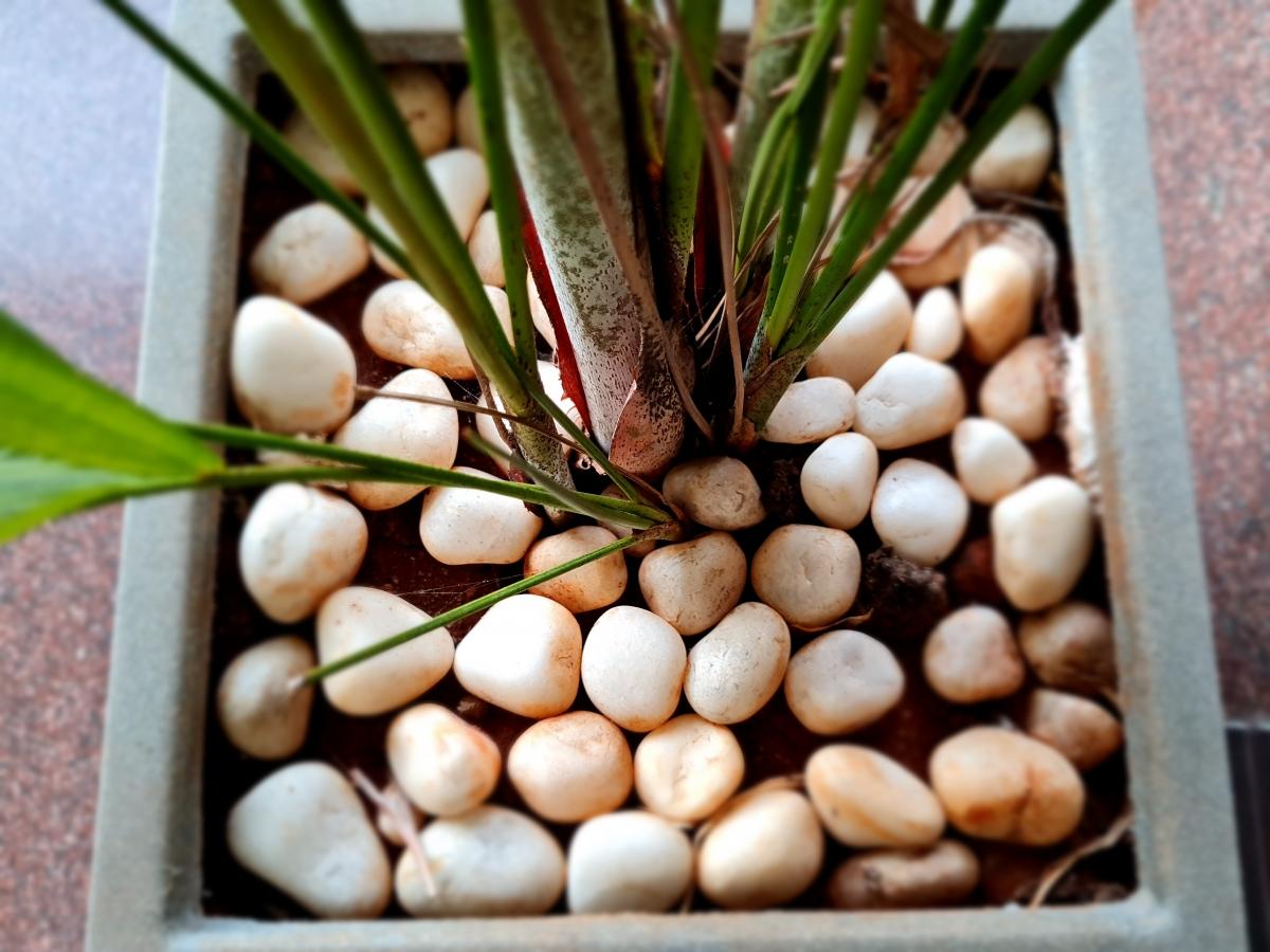 Samsung Galaxy S20 FE camera samples