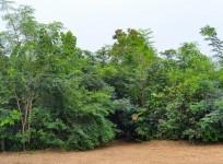 1.5 year old Miyawaki forest---Image courtesy @shubzsharma