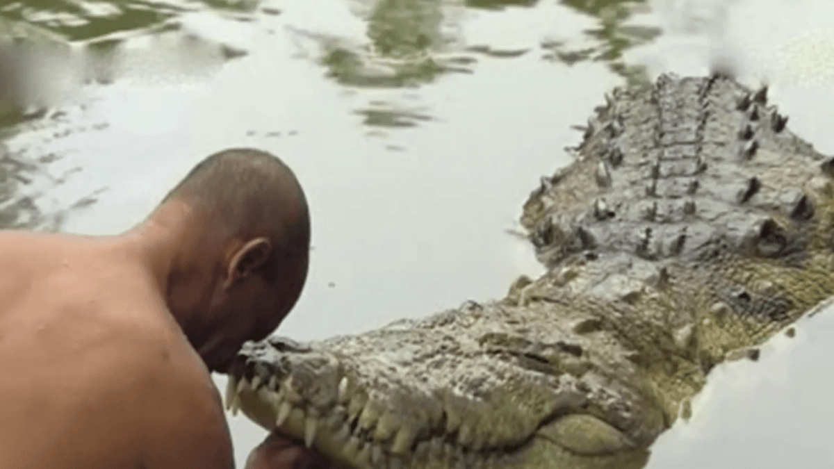 In Kerala vegetarian crocodile enters temple; returns after priest's  request - IBTimes India