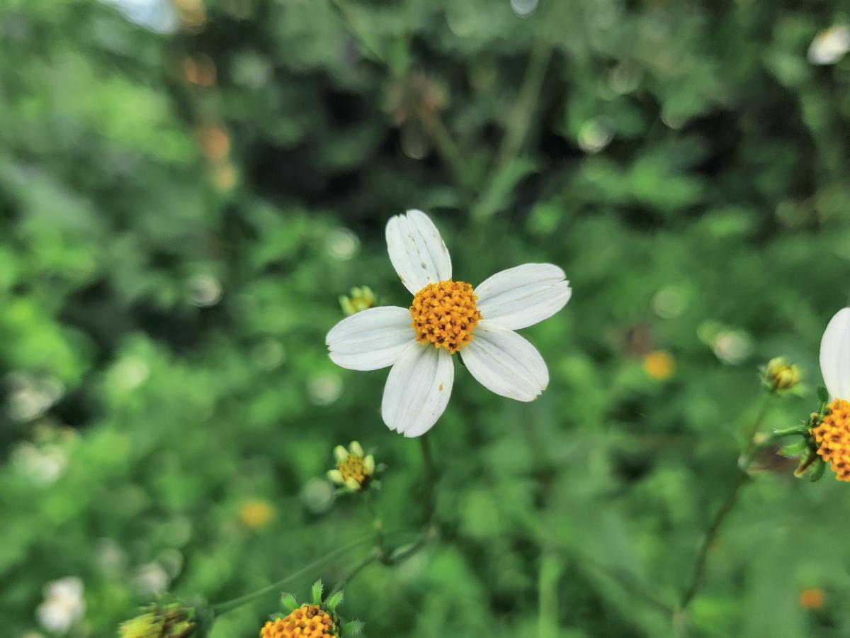 OnePlus 8T camera samples OnePlus 8T camera samples