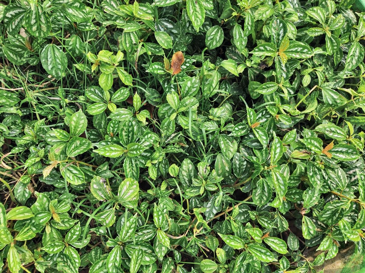 OnePlus 8T camera samples OnePlus 8T camera samples