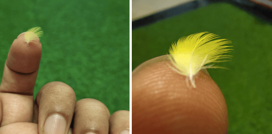 Vivo V20 camera sample for Super Macro mode Vivo V20 camera samples