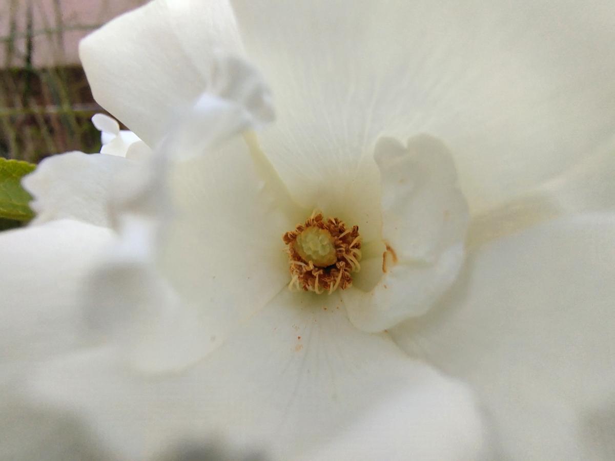 Vivo V20 camera samples Vivo V20 camera samples