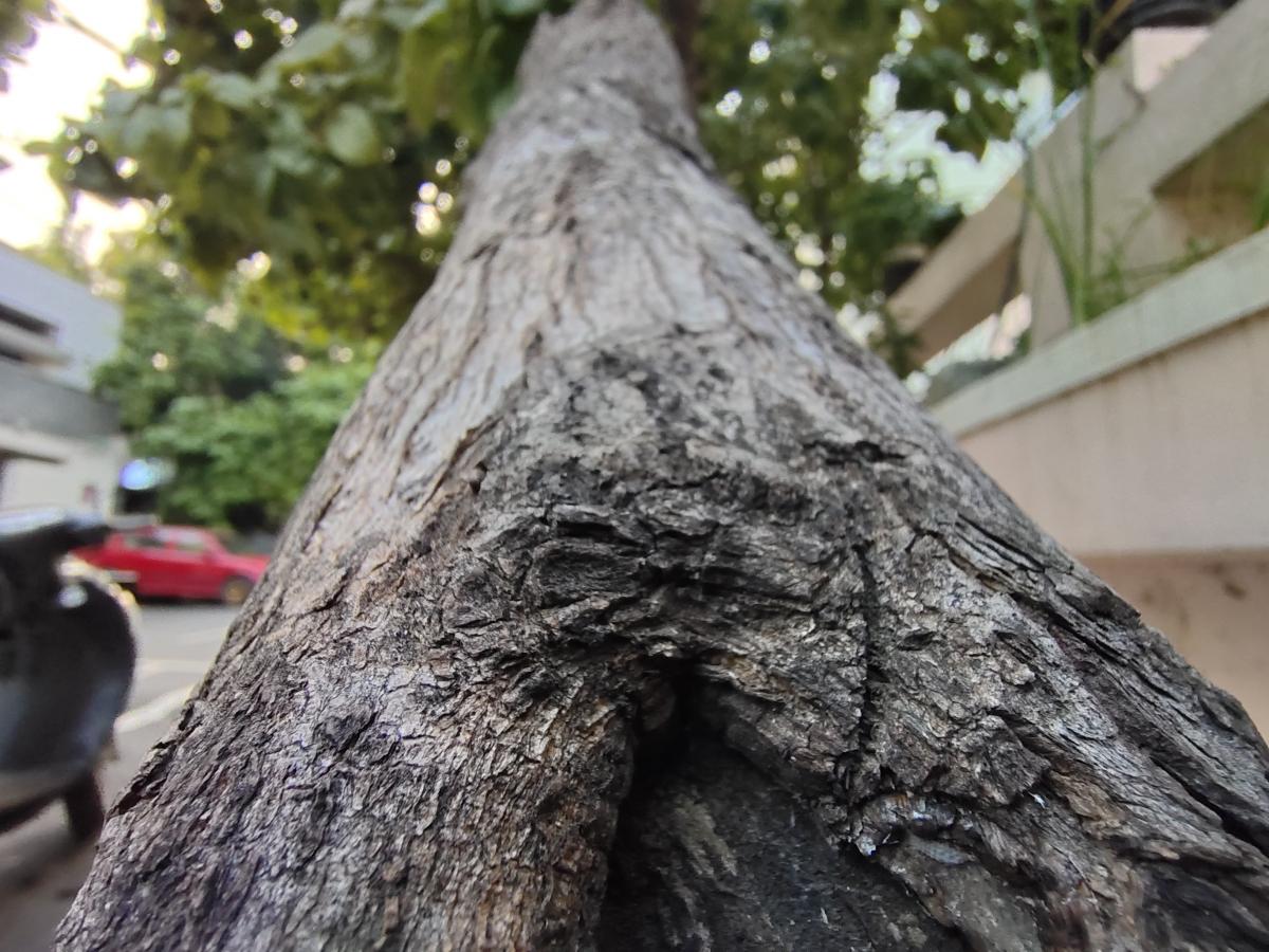 Vivo V20 camera samples Vivo V20 camera samples