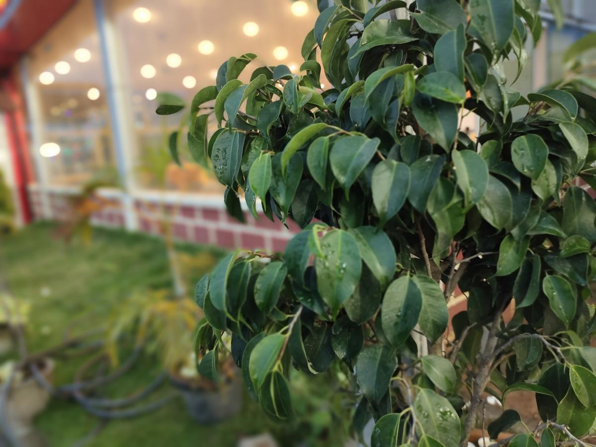 Vivo V20 camera samples Vivo V20 camera samples