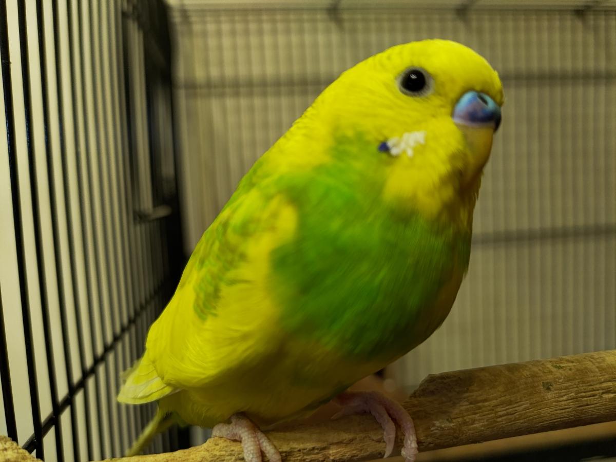 ROG Phone 3 camera samples