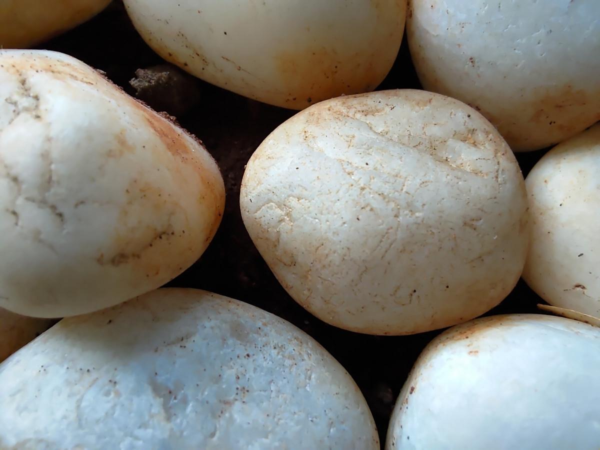 ROG Phone 3 camera sample for