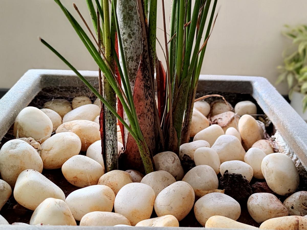 ROG Phone 3 camera sample for