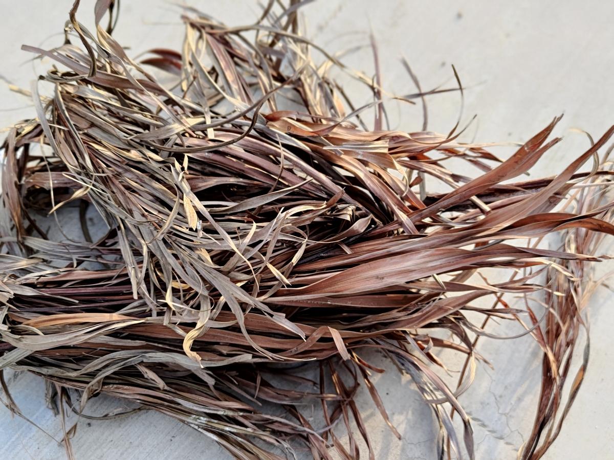 ROG Phone 3 camera sample for