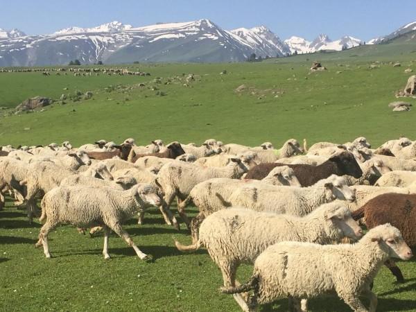 Kashmiri sheep Kashmiri sheep