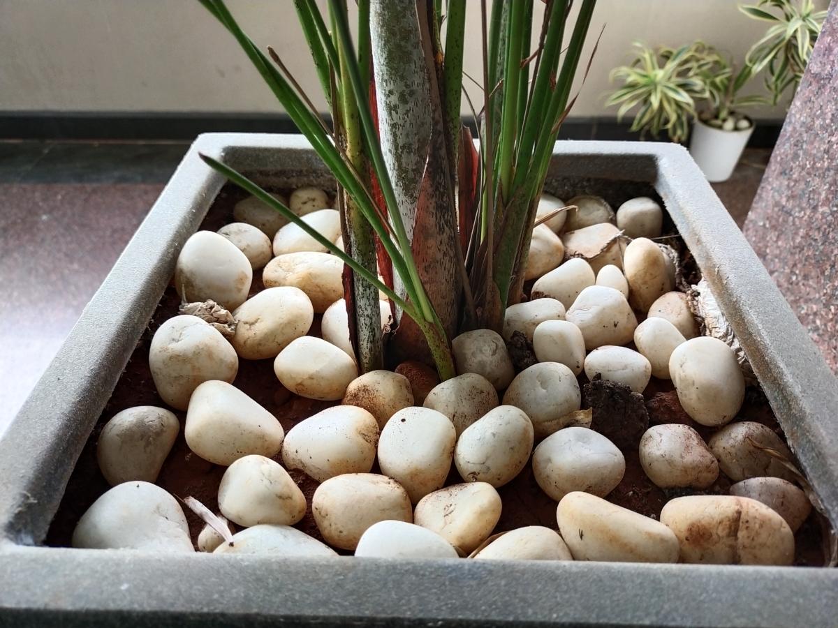 Vivo V20 SE camera samples