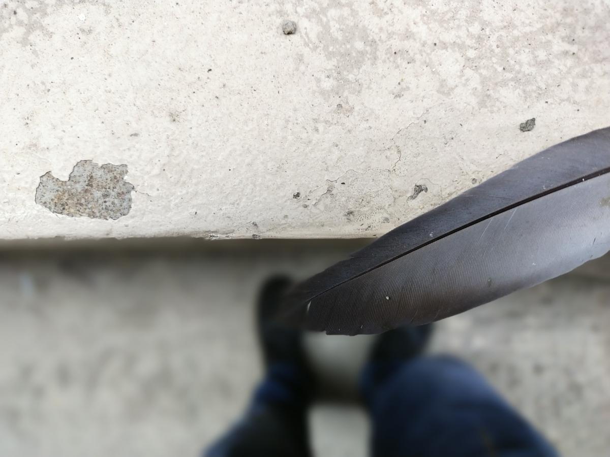 Vivo V20 SE camera samples