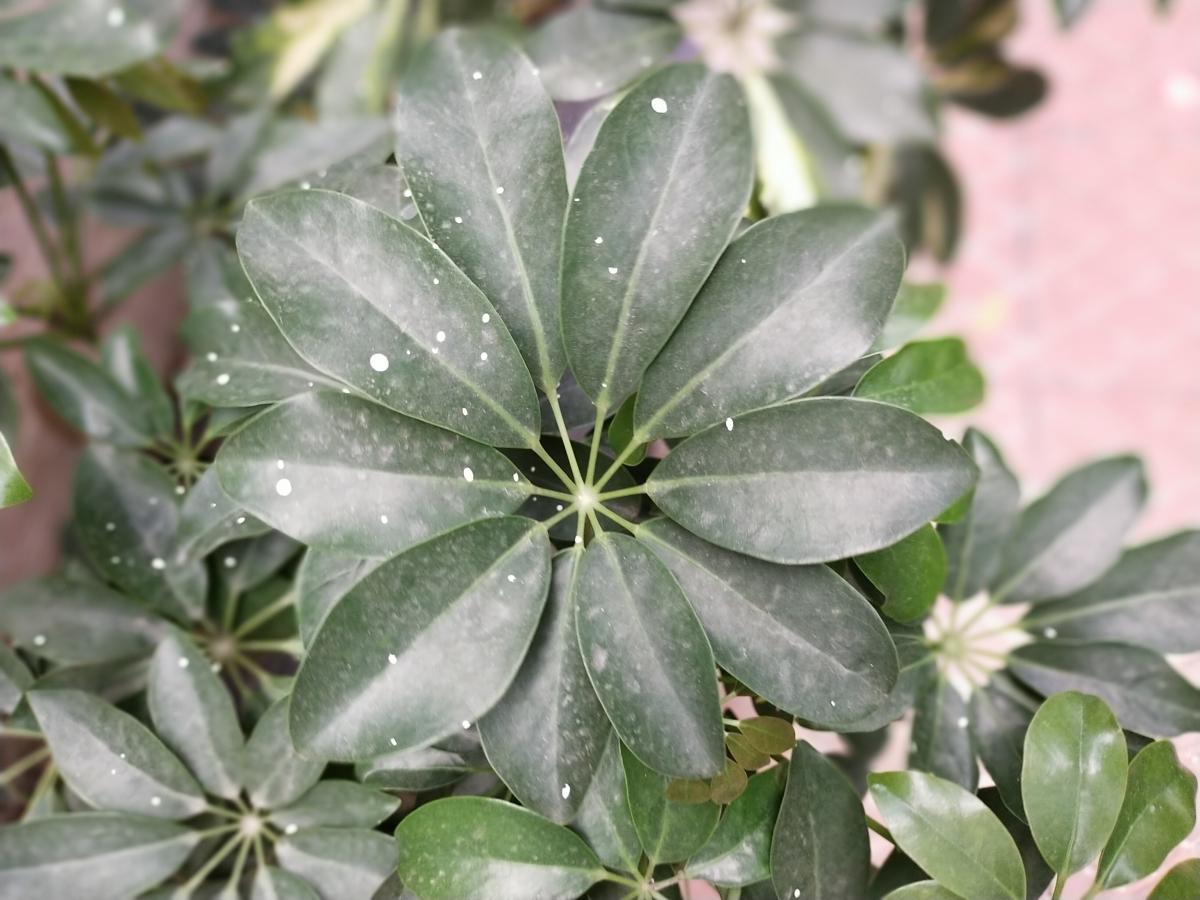 Vivo V20 SE camera samples