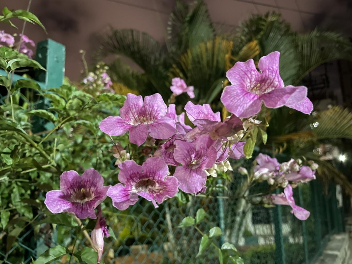 iPhone 12 camera samples