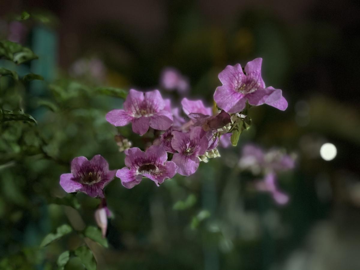 iPhone 12 camera samples