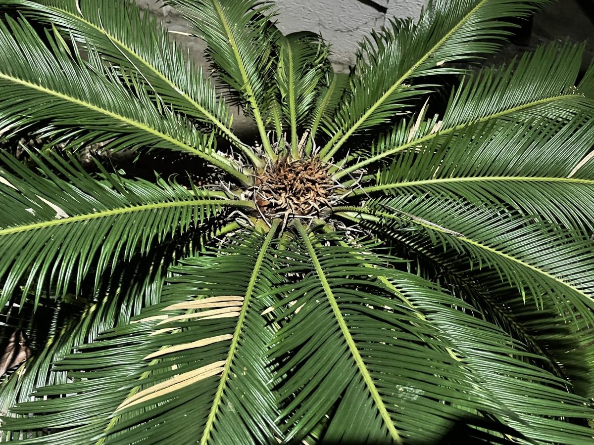 iPhone 12 camera samples