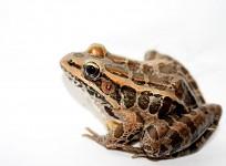 Sphaerotheca Bengaluru frog species