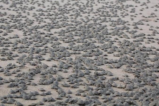A turtle tsunami in Brazil. A turtle tsunami in Brazil.
