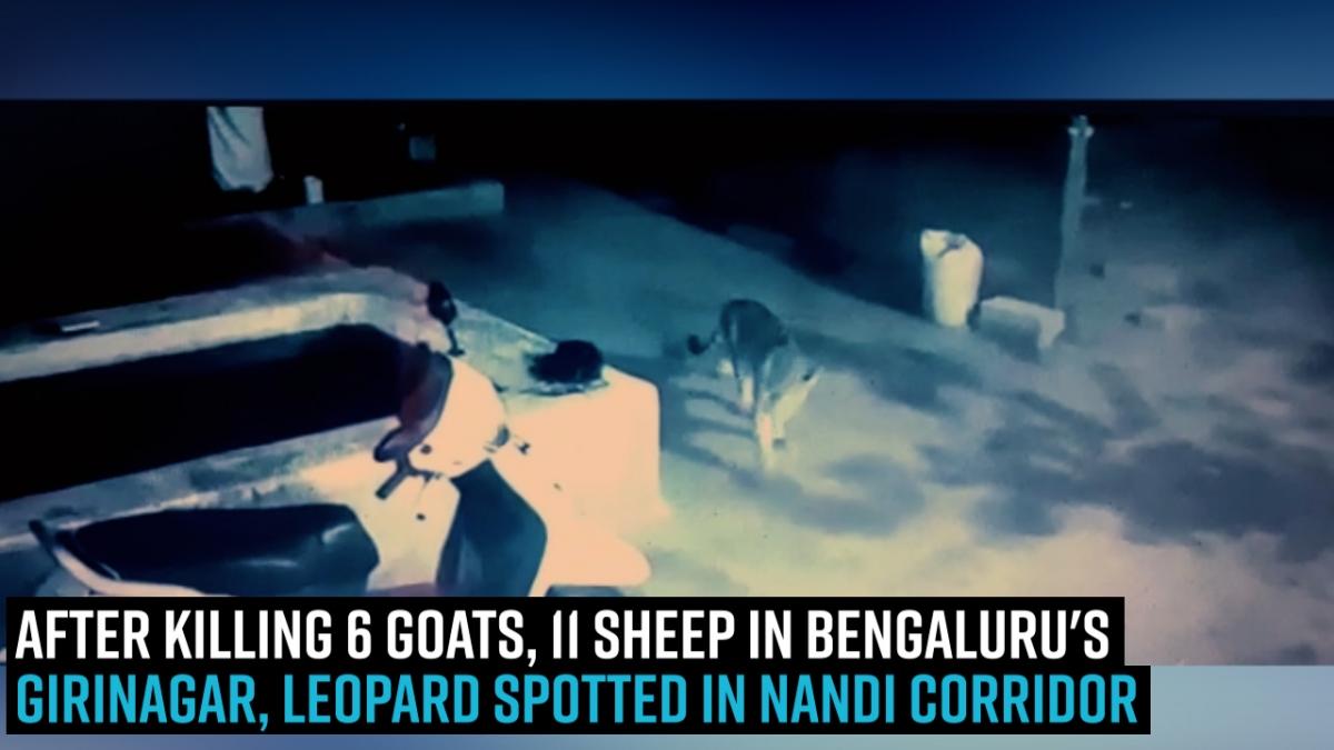 After killing 6 goats, 11 sheep in Bengalurus Girinagar, Leopard spotted in Nandi corridor | Watch
