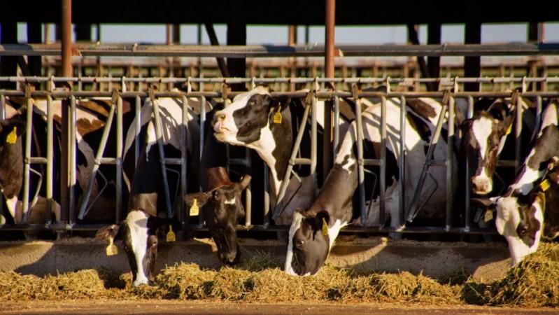 Cows