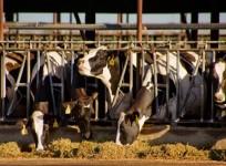 Cows