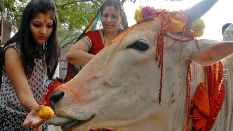 Cow