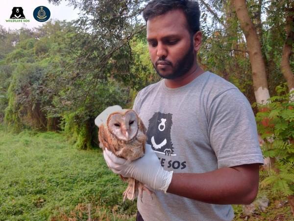 Barn owl rescued in Pune by Wildlife SOS Barn owl rescued in Pune