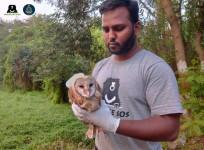 Barn owl rescued in Pune