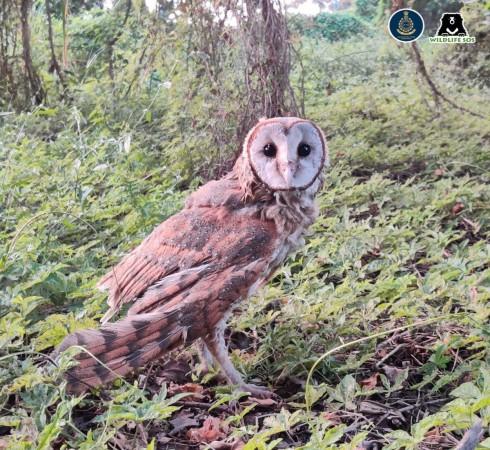 Barn owl rescued in Pune