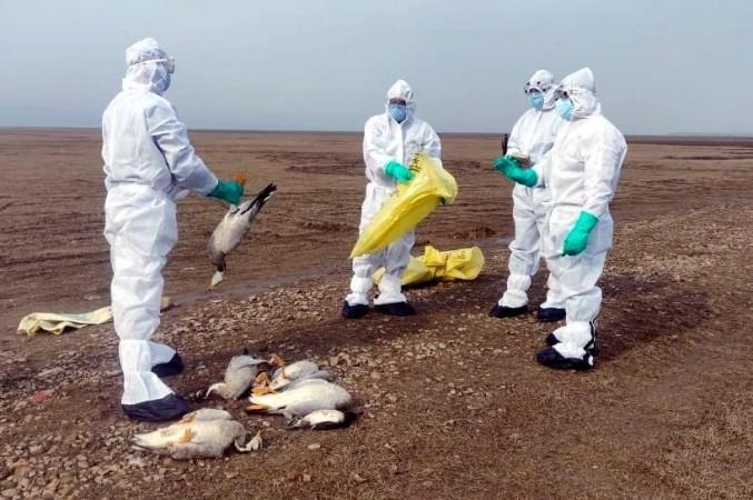 Bird flu